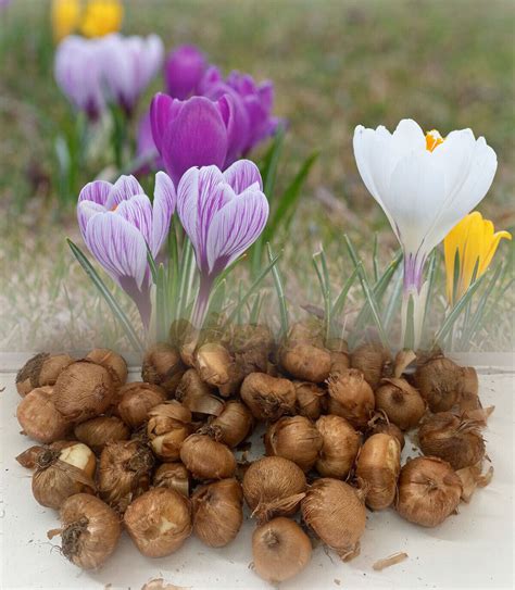 crocus bulb eeg.